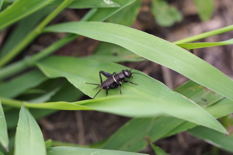 An emma field cricket, a close relative of the species used in this study.